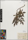 Foto von Salix myrsinifolia Salisb.